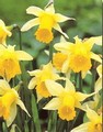 Pseudo Narcissus Lobularis Bulbs - Wild Daffodil